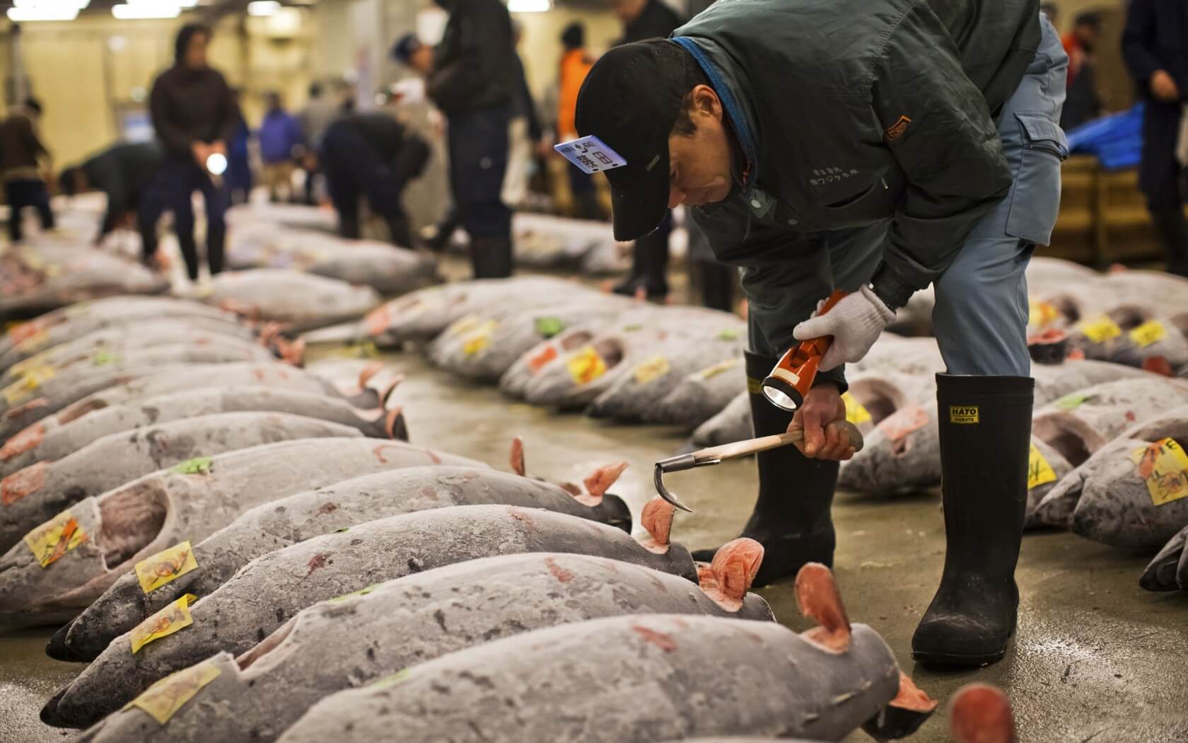 Đến chợ cá Tsukiji thưởng thức muôn ngàn những món ăn hấp dẫn chế biến từ hải sản tươi ngon