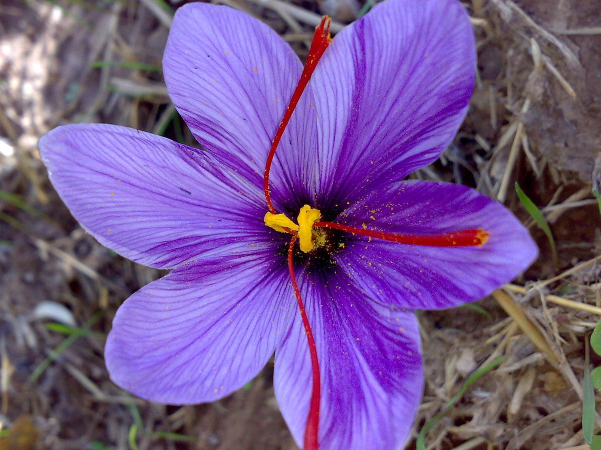 Saffron hay còn được gọi là Nhụy hoa nghệ tây